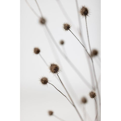 Thistle Grey 06 White Modern Wood Framed Art Print by 1x Studio III