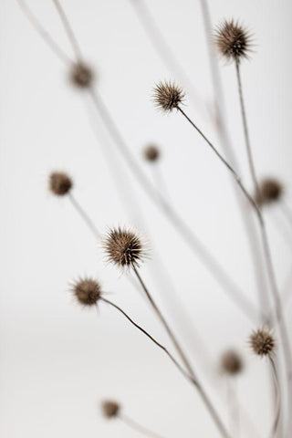 Thistle Grey 06 White Modern Wood Framed Art Print with Double Matting by 1x Studio III