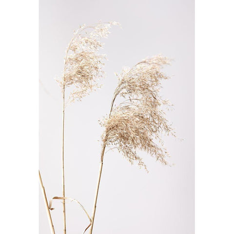 Reed Grass Grey  01 Black Modern Wood Framed Art Print by 1x Studio III