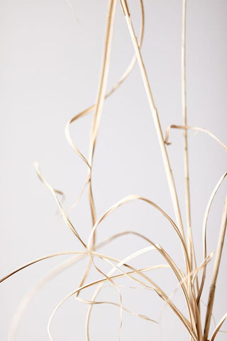 Dried Grass Grey 01 Black Ornate Wood Framed Art Print with Double Matting by 1x Studio III