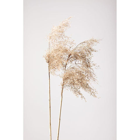 Reed Grass Grey 02 White Modern Wood Framed Art Print by 1x Studio III