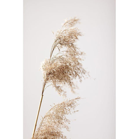 Reed Grass Grey 03 White Modern Wood Framed Art Print by 1x Studio III
