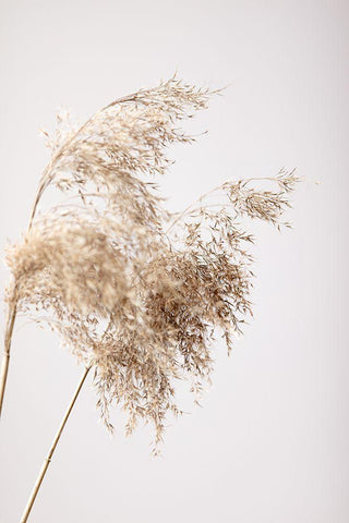 Reed Grass Grey 04 Black Ornate Wood Framed Art Print with Double Matting by 1x Studio III