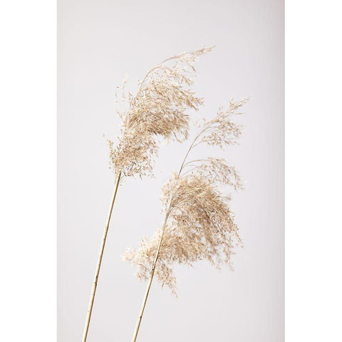 Reed Grass Grey 05 Black Modern Wood Framed Art Print by 1x Studio III