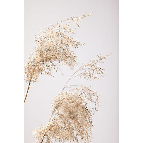 Reed Grass Grey 06 White Modern Wood Framed Art Print by 1x Studio III