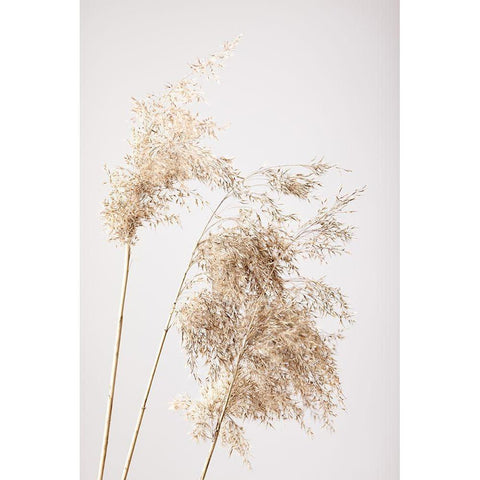 Reed Grass Grey 07 White Modern Wood Framed Art Print by 1x Studio III