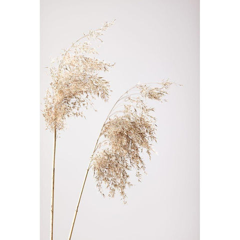 Reed Grass Grey 08 Black Modern Wood Framed Art Print with Double Matting by 1x Studio III