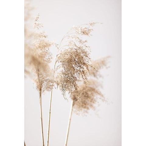 Reed Grass Grey 09 Black Modern Wood Framed Art Print with Double Matting by 1x Studio III