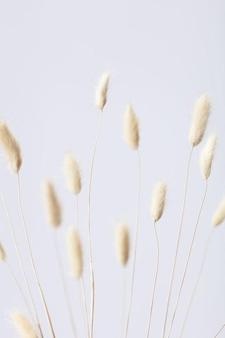 Bunny Grass No 3 White Modern Wood Framed Art Print with Double Matting by 1x Studio III