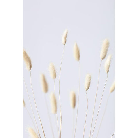 Bunny Grass No 3 Black Modern Wood Framed Art Print with Double Matting by 1x Studio III