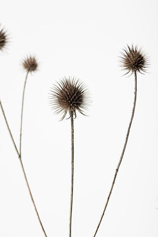 Thistle Grey 07 Black Ornate Wood Framed Art Print with Double Matting by 1x Studio III