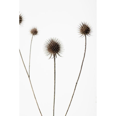 Thistle Grey 07 Black Modern Wood Framed Art Print by 1x Studio III
