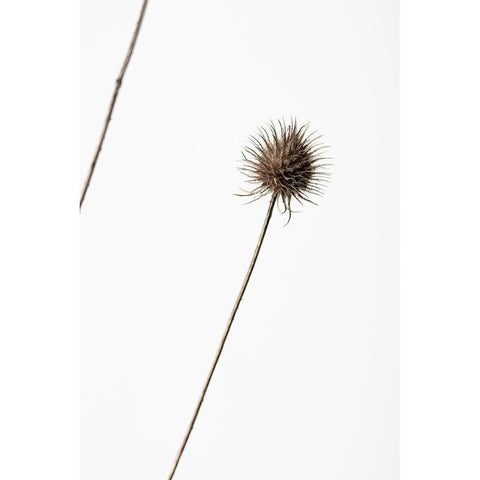 Thistle Grey 08 Black Modern Wood Framed Art Print by 1x Studio III