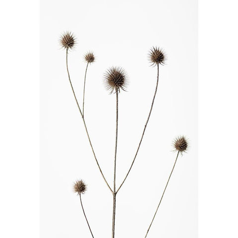 Thistle Grey 09 Black Modern Wood Framed Art Print with Double Matting by 1x Studio III