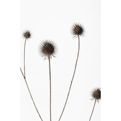 Thistle Grey 10 White Modern Wood Framed Art Print by 1x Studio III