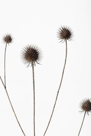 Thistle Grey 10 White Modern Wood Framed Art Print with Double Matting by 1x Studio III