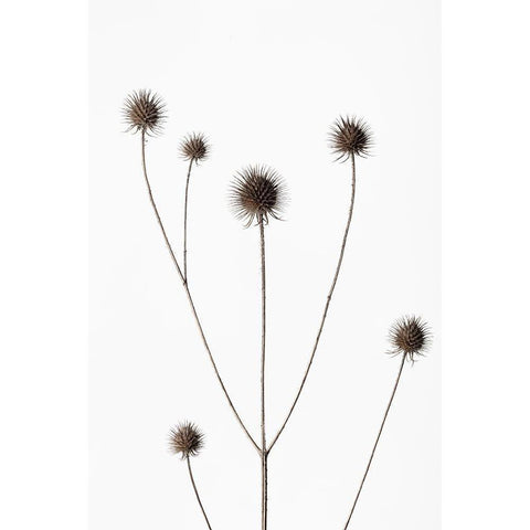 Thistle Grey 11 White Modern Wood Framed Art Print by 1x Studio III