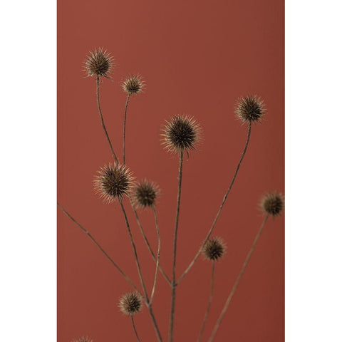Thistle Rust Red 01 Black Modern Wood Framed Art Print by 1x Studio III
