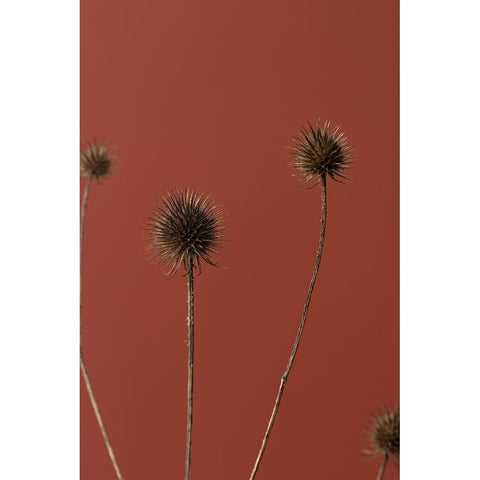 Thistle Rust Red 02 White Modern Wood Framed Art Print by 1x Studio III