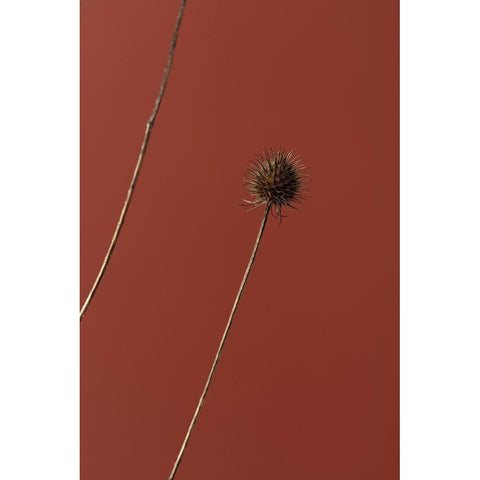 Thistle Rust Red 03 White Modern Wood Framed Art Print by 1x Studio III