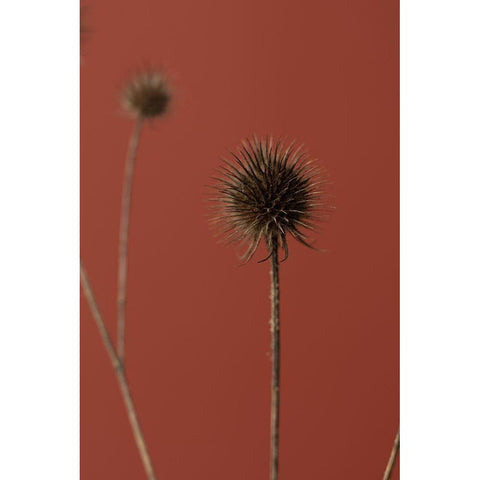 Thistle Rust Red 04 Black Modern Wood Framed Art Print with Double Matting by 1x Studio III