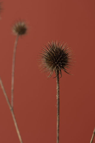 Thistle Rust Red 04 White Modern Wood Framed Art Print with Double Matting by 1x Studio III