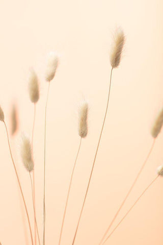 Bunny Grass Peach 02 White Modern Wood Framed Art Print with Double Matting by 1x Studio III