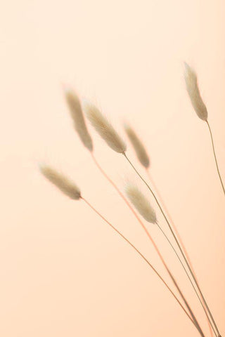 Bunny Grass Peach 03 White Modern Wood Framed Art Print with Double Matting by 1x Studio III