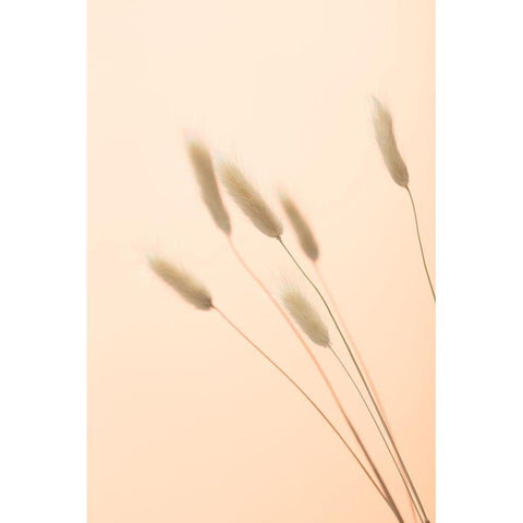 Bunny Grass Peach 03 Black Modern Wood Framed Art Print with Double Matting by 1x Studio III