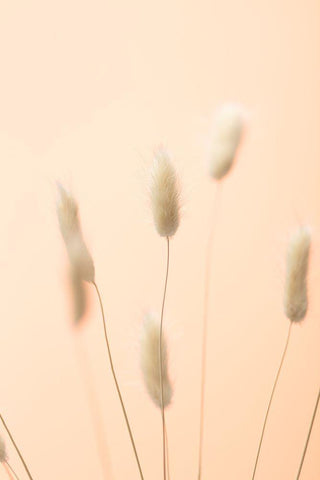 Bunny Grass Peach 04 Black Ornate Wood Framed Art Print with Double Matting by 1x Studio III