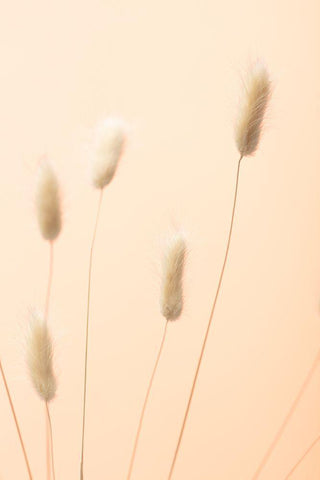 Bunny Grass Peach 05 White Modern Wood Framed Art Print with Double Matting by 1x Studio III