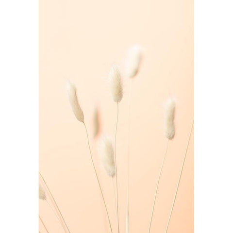 Bunny Grass Peach 06 White Modern Wood Framed Art Print by 1x Studio III