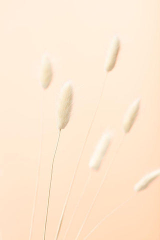 Bunny Grass Peach 07 White Modern Wood Framed Art Print with Double Matting by 1x Studio III