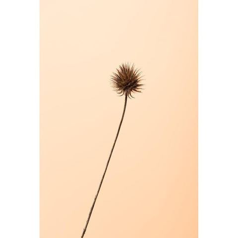 Thistle Peach Black Modern Wood Framed Art Print with Double Matting by 1x Studio III
