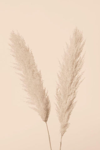 Pampas Grass Beige 01 White Modern Wood Framed Art Print with Double Matting by 1x Studio III