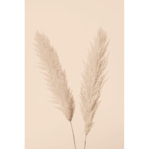Pampas Grass Beige 01 Black Modern Wood Framed Art Print by 1x Studio III