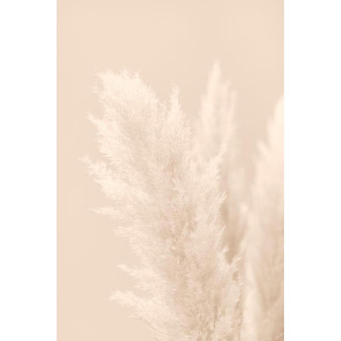Pampas Grass Beige 03 White Modern Wood Framed Art Print by 1x Studio III