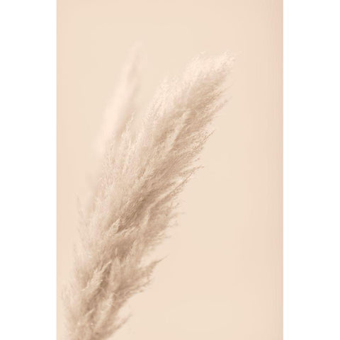 Pampas Grass Beige 07 Black Modern Wood Framed Art Print with Double Matting by 1x Studio III