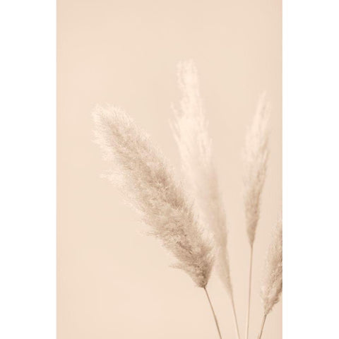 Pampas Grass Beige 08 Black Modern Wood Framed Art Print with Double Matting by 1x Studio III