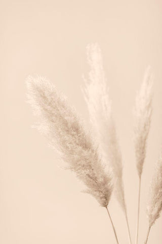 Pampas Grass Beige 08 White Modern Wood Framed Art Print with Double Matting by 1x Studio III