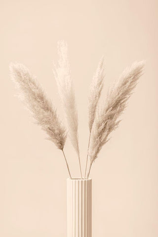 Pampas Grass Beige 09 White Modern Wood Framed Art Print with Double Matting by 1x Studio III