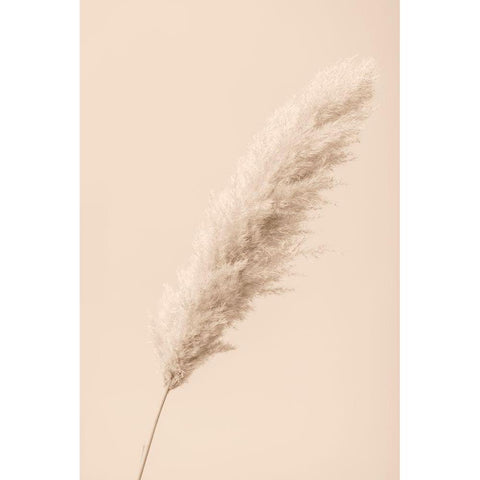 Pampas Grass Begie 14 Black Modern Wood Framed Art Print with Double Matting by 1x Studio III