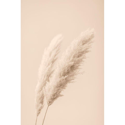 Pampas Grass Begie 15 Black Modern Wood Framed Art Print with Double Matting by 1x Studio III