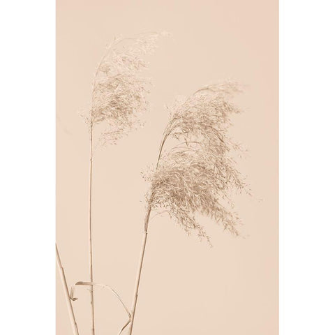 Reed Grass Begie 01 White Modern Wood Framed Art Print by 1x Studio III
