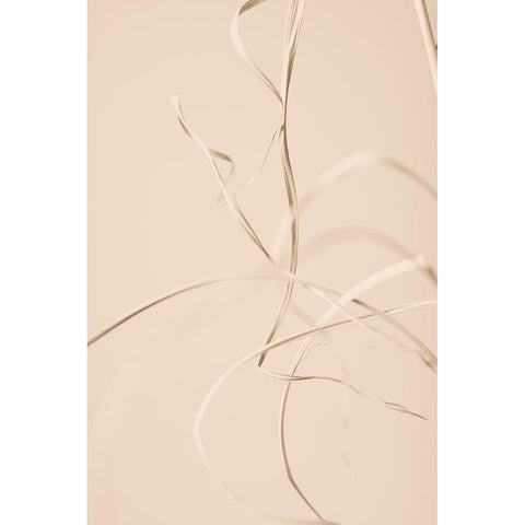 Dried Grass Beige 02 White Modern Wood Framed Art Print by 1x Studio III