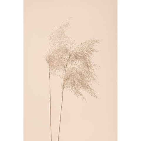 Reed Grass Beige 02 Black Modern Wood Framed Art Print by 1x Studio III
