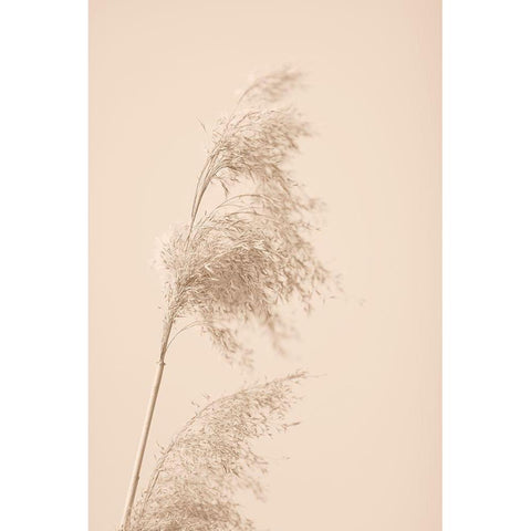 Reed Grass Beige 03 Black Modern Wood Framed Art Print with Double Matting by 1x Studio III