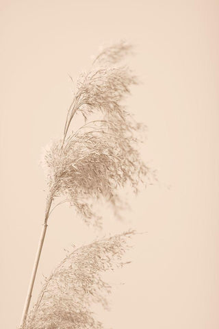 Reed Grass Beige 03 White Modern Wood Framed Art Print with Double Matting by 1x Studio III