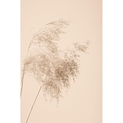 Reed Grass Beige 04 Black Modern Wood Framed Art Print with Double Matting by 1x Studio III