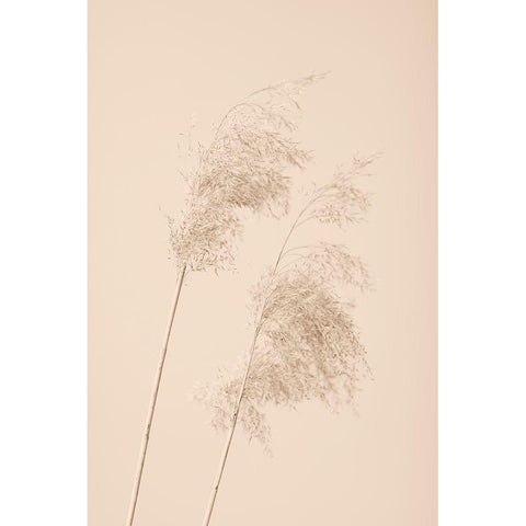 Reed Grass Beige 05 Gold Ornate Wood Framed Art Print with Double Matting by 1x Studio III